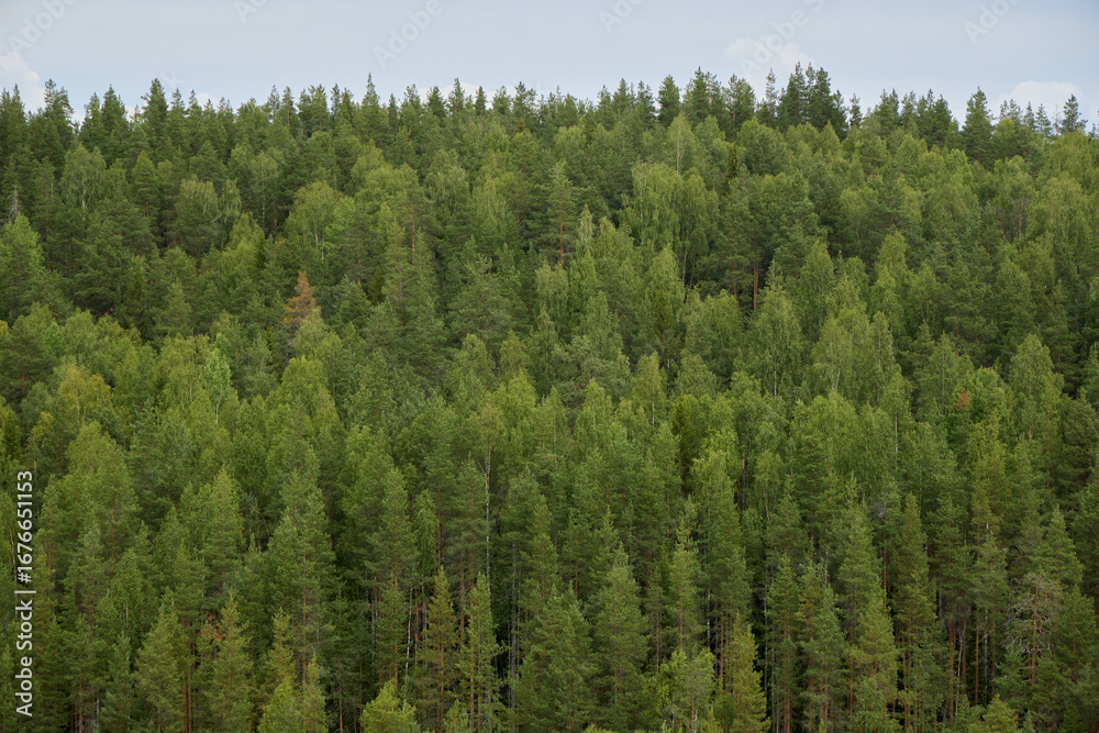 Fototapeta premium A Stunning and Lush Green Forest Landscape Filled with Dense and Vibrant Foliage