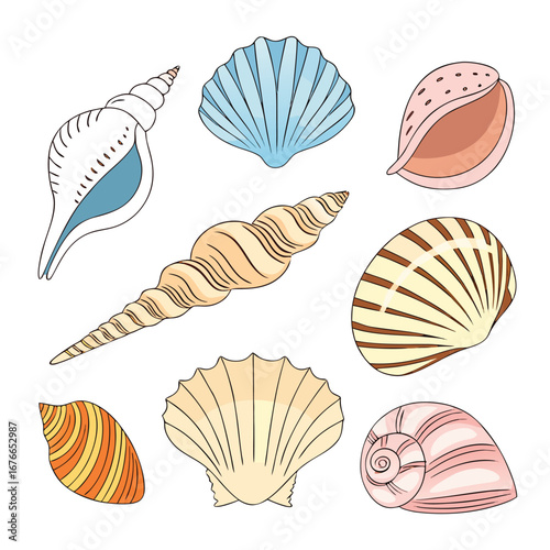 Various colorful seashells and conch shells arranged on a white background scallop spiral