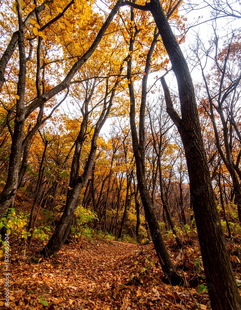 Fototapeta premium Autumn forest path (4)