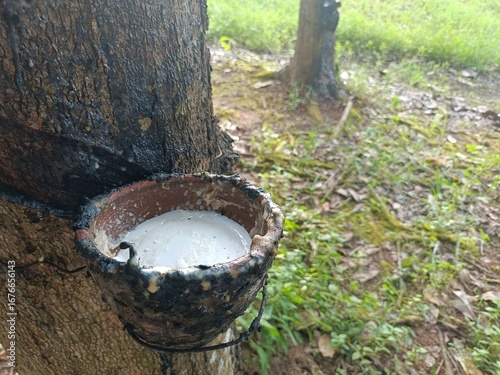 Close-Up of Coagulated Rubber in Collection Cup on Rubber Tree, Natural Background