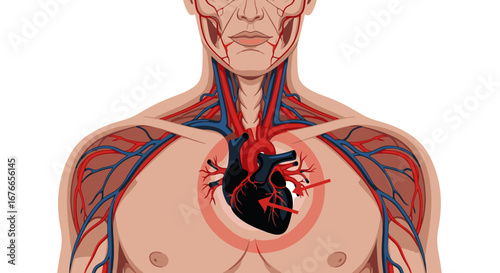 Detailed Anatomical Illustration of the Human Heart and Circulatory System for Medical and Health Concepts