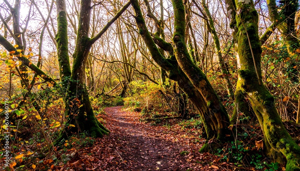 Obraz premium Autumn forest path (8)