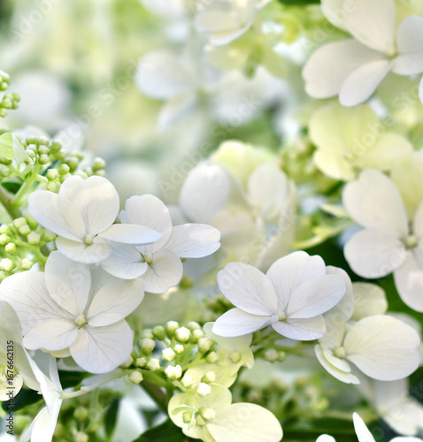 A beautiful, soft focus close-up of white hydrangea paniculata flowers and buds, a delicate and serene floral background.