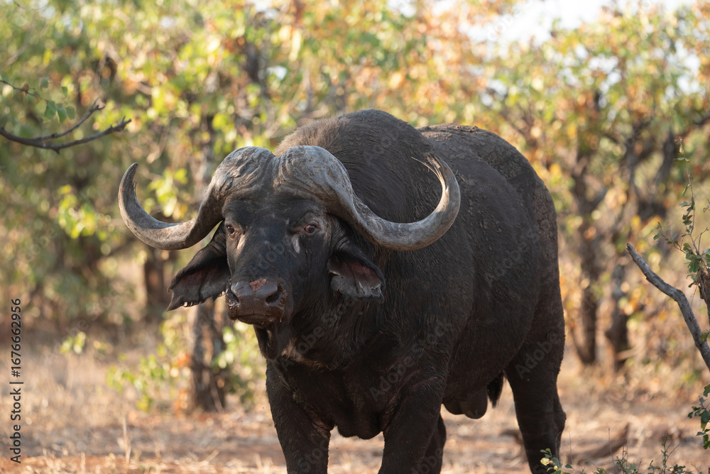 Fototapeta premium cape buffalo bull in the wild, photo taken in the moping woodlands of Kruger national park, South Africa