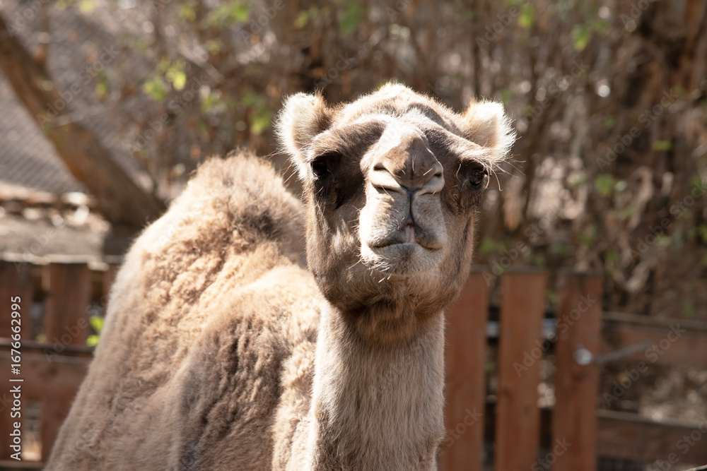 Obraz premium this is a close up of a camel