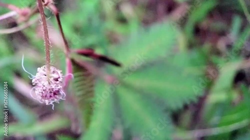 Closeup Macro Footage of Mimosa Pudica Plant Folds Its Leaves After Finger Touch in Nature