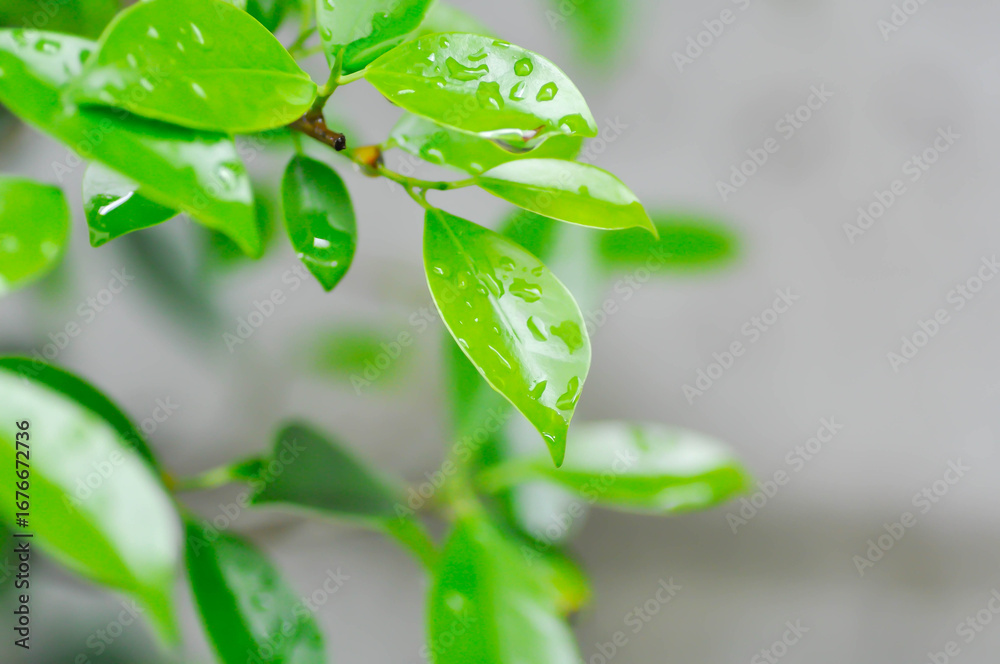 Obraz premium banyan tree or Ficus annulata or ficus bengalensis and rain droplet