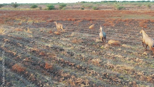 scared Nilgai group running in field Asian boselaphus tragocamelus, Nilgai animal