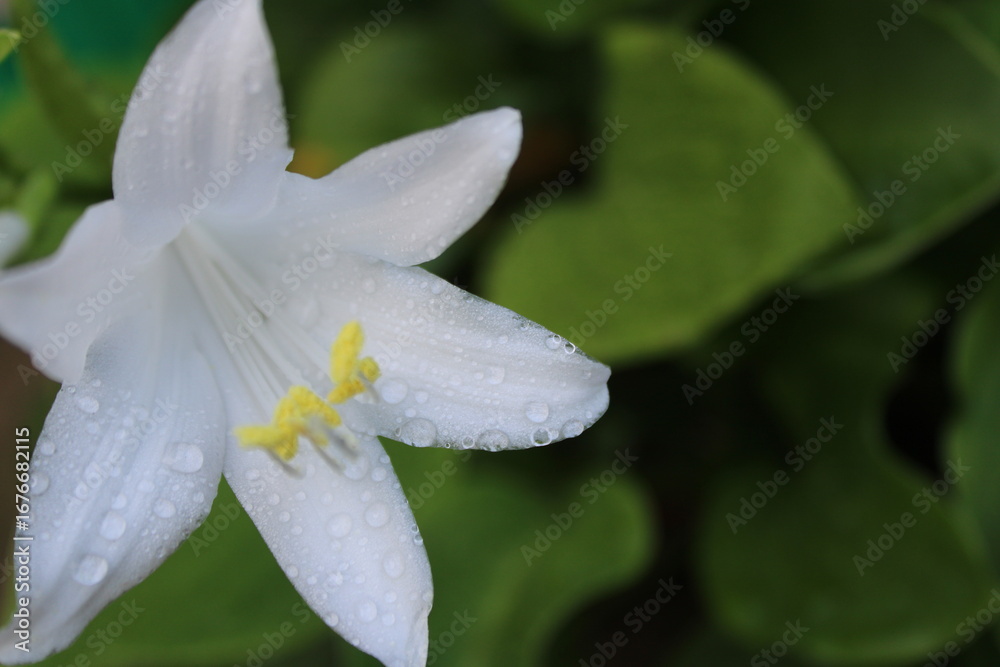 Fototapeta premium white flower after rain