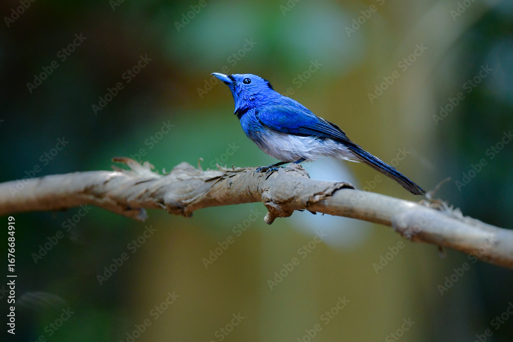 タイなど東南アジアの熱帯雨林で見られる青い美しい野鳥、クロエリヒタキ タイなど東南アジアの熱帯雨林で見られる青い美しい野鳥、クロエリヒタキ