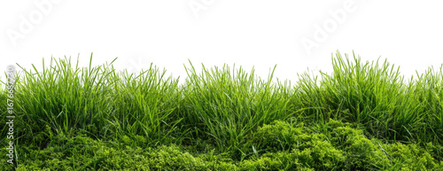 Lush green grass border