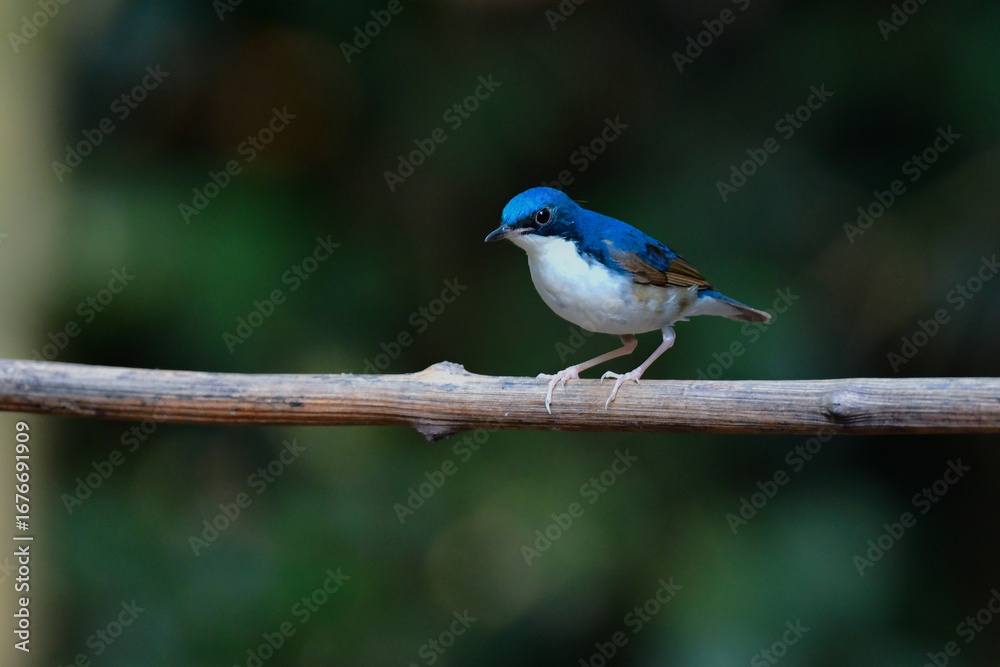 Obraz premium タイなど、東南アジアの熱帯雨林で見られる青と白と黒の美しい小鳥コルリ