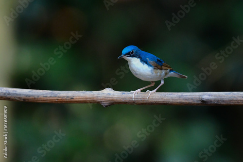 タイなど、東南アジアの熱帯雨林で見られる青と白と黒の美しい小鳥コルリ