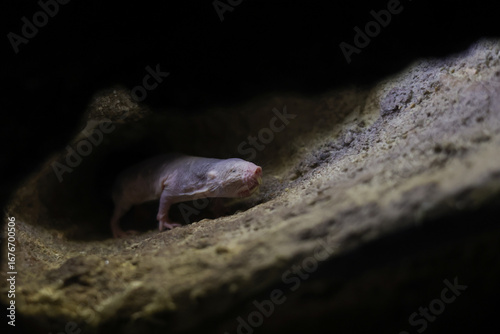 The naked mole-rat, also known as the sand puppy, in an European open environment zoo.