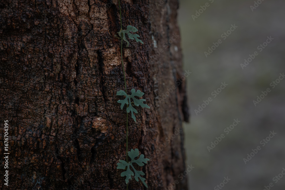 Fototapeta premium Close-up of vines climbing up a tree.
