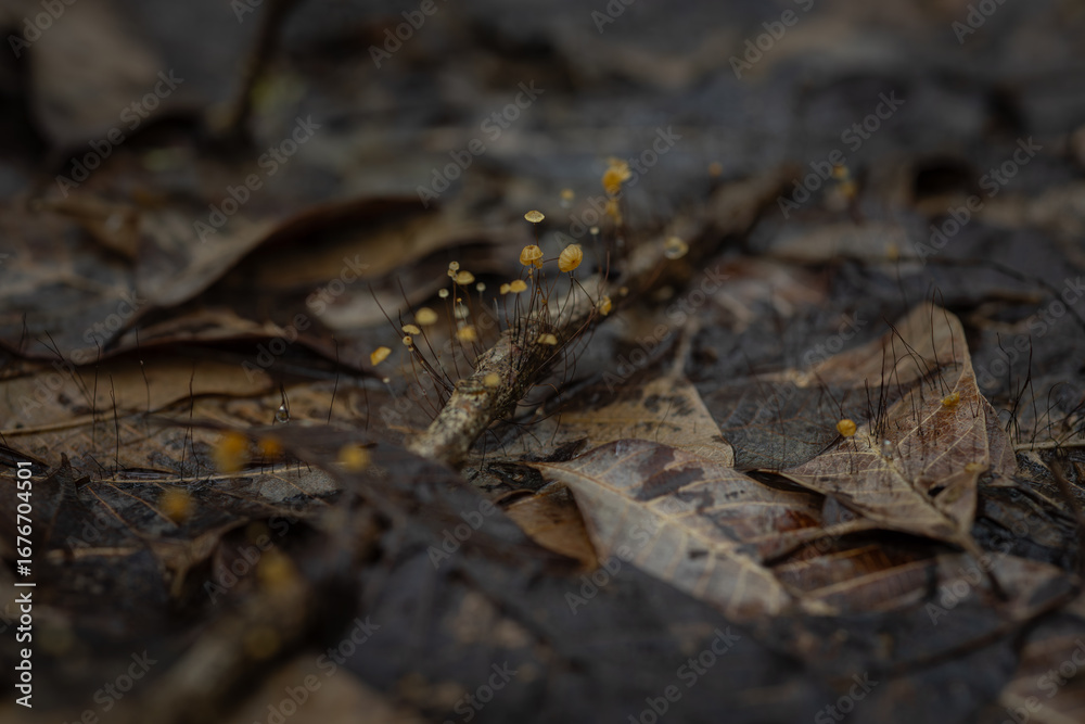 Fototapeta premium Close-up of tiny mushrooms formed from the accumulation of leaf litter.