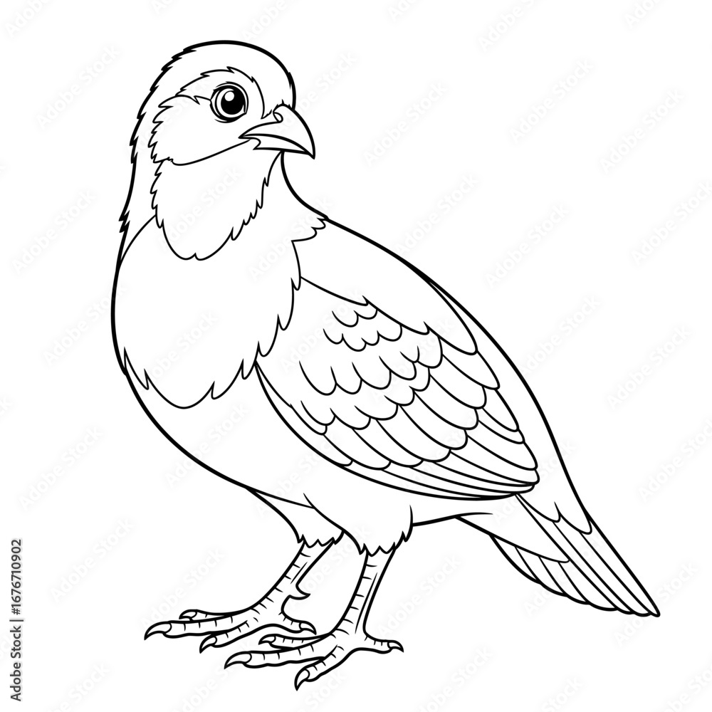 Obraz premium Sweet Anime Style African Francolin Coloring Page Kids Detailed Animal Line Art