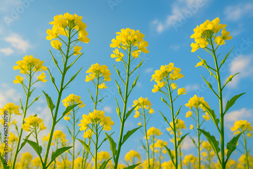 Field of blooming yellow rapeseed flowers against blue sky in spring season nature background