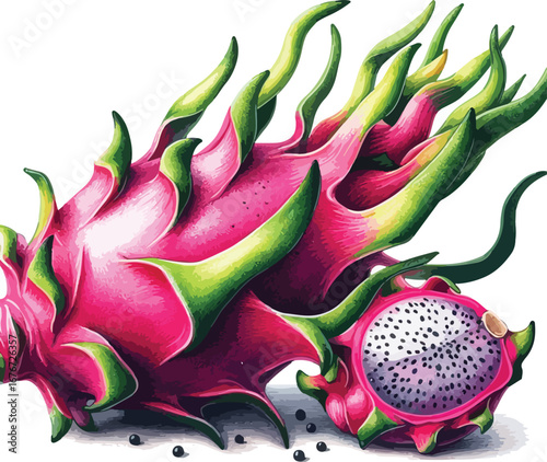 Hand drawn water colour dragon  fruit