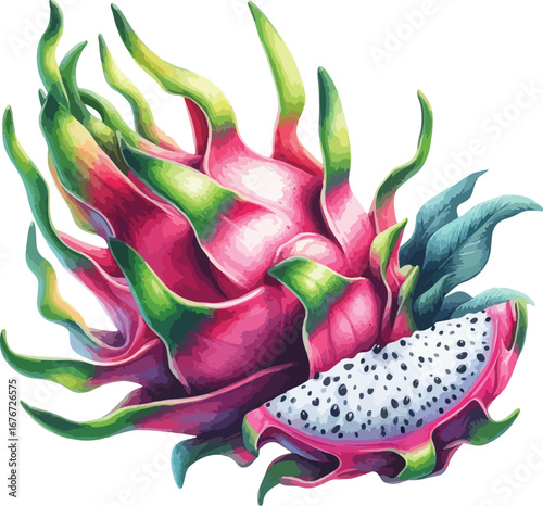 Hand drawn water colour dragon  fruit