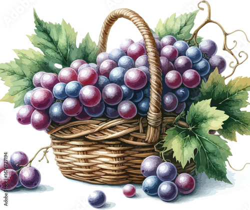 Hand drawn water colour grapes  fruit