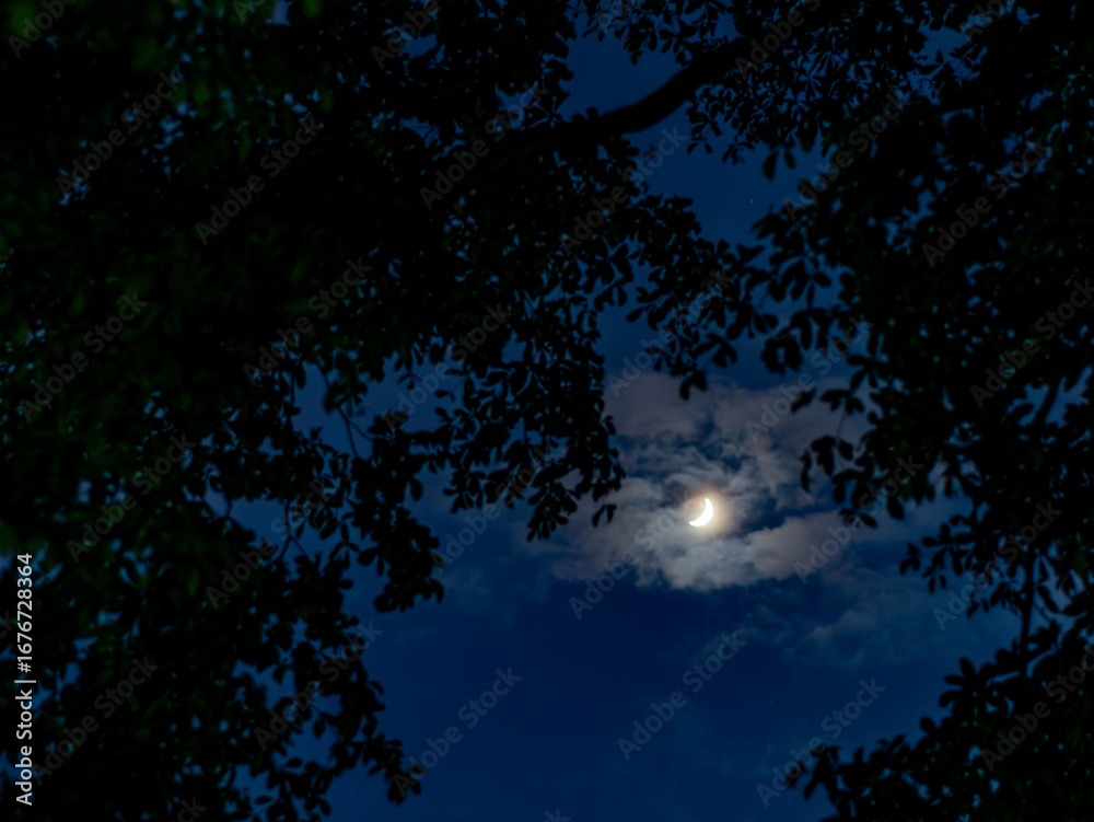 Fototapeta premium Crescent Moon Through Tree Branches Silhouettes Against Blue Night Sky with Clouds - Mystical Evening Scene.