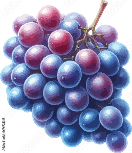 Hand drawn water colour grapes  fruit