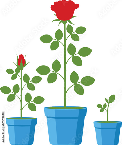 Three potted roses in blue pots showing growth stages beautiful floral plant life