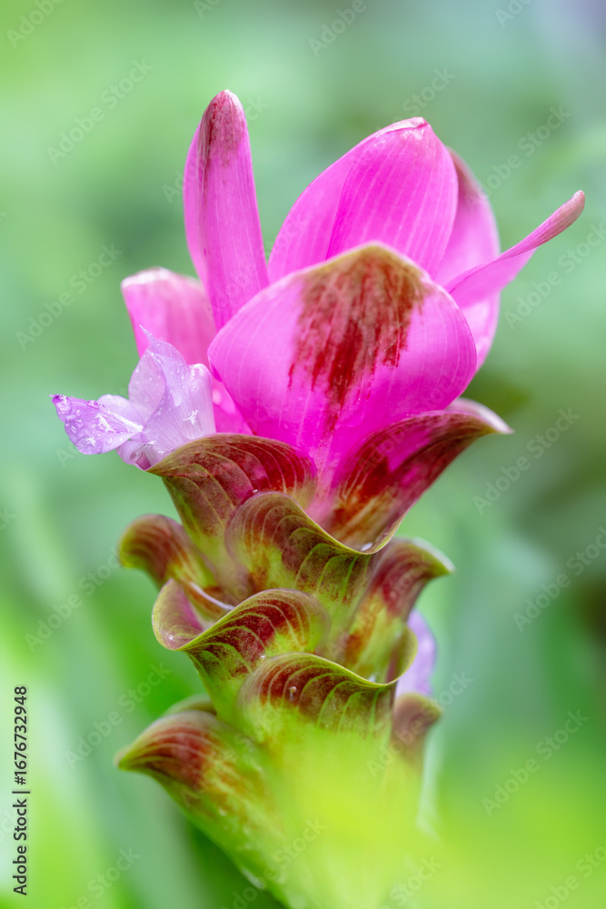 Fototapeta premium siam tulips blooming in the jungle