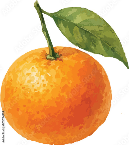 tangerine fruit vector