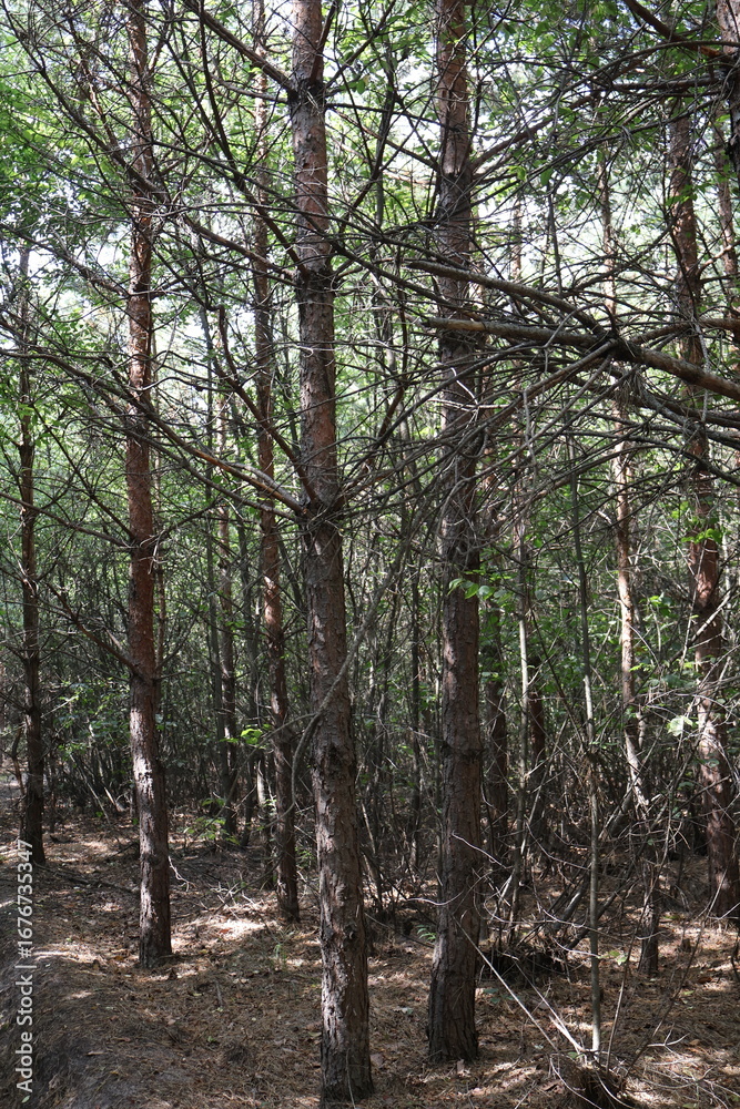 Fototapeta premium Low angle view of pine tree canopy creating dense pattern in forest