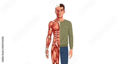 Detailed Illustration of Male Human Anatomy Showing Muscular System and External Appearance for Medical and Educational
