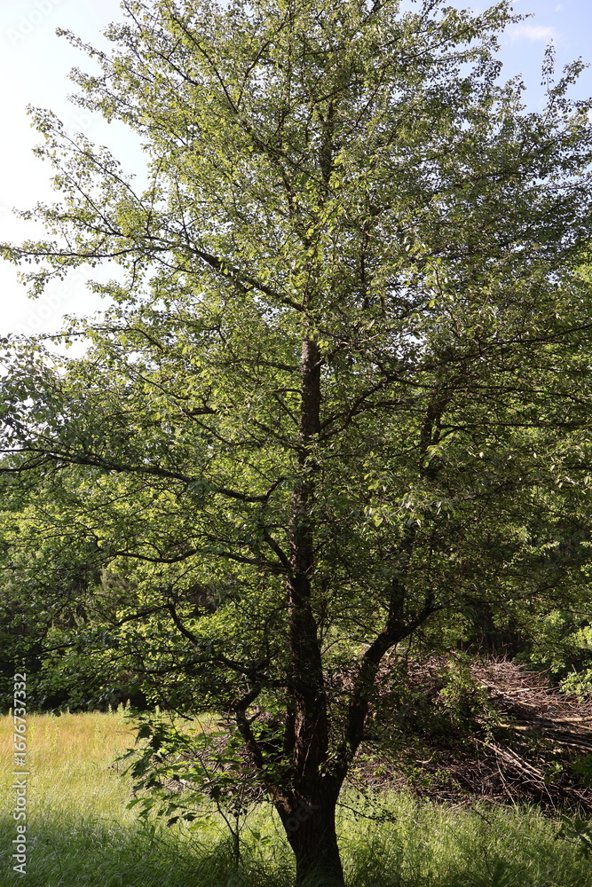 Fototapeta premium Lush green tree flourishing in nature's embrace
