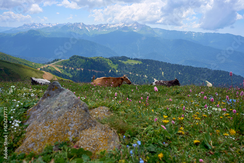 Alpine pasture with cows in the foreground and mountain view