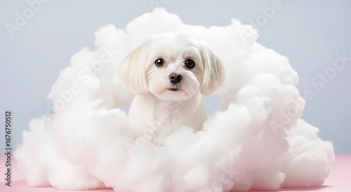 A Delicate White Dog Nestled in a Fluffy Cloud