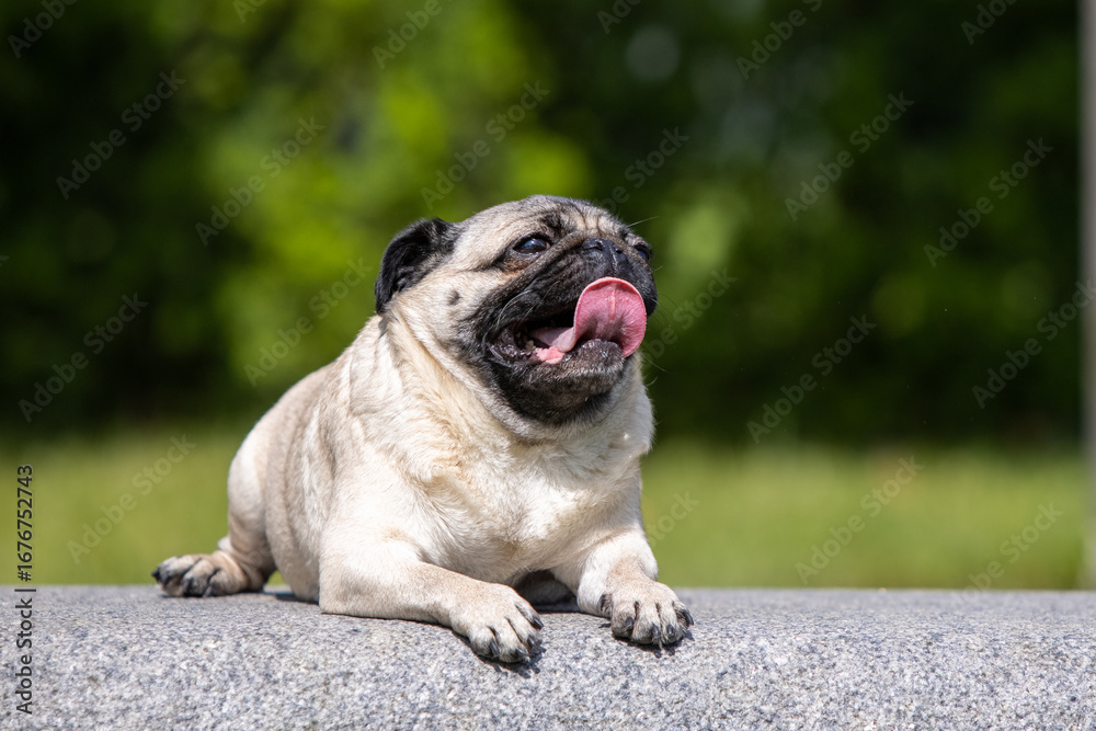 Obraz premium Pug poses for a photo in the park