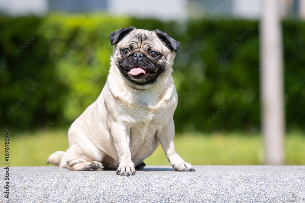 Obraz premium Pug poses for a photo in the park