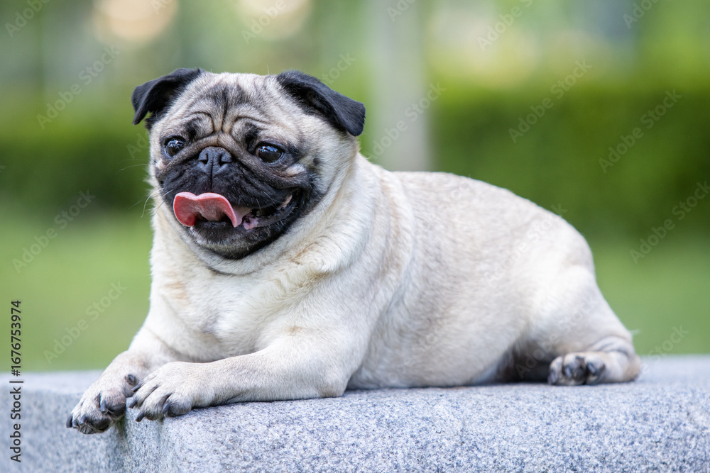Fototapeta premium Pug poses for a photo in the park