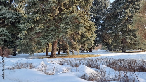beautiful winter landscape with trees and snow