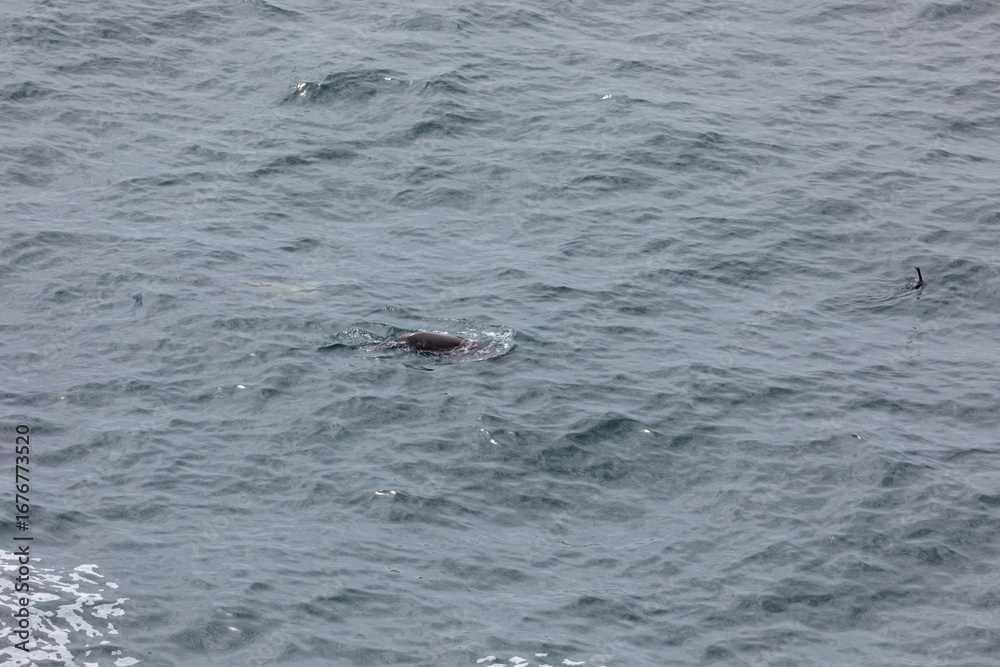 Obraz premium A sea lion swims near the surface while chasing a black seabird across the Pacific Ocean. Unique marine predator behavior captured near Cape Falcon on the Oregon Coast USA. Wildlife birdwatching scene