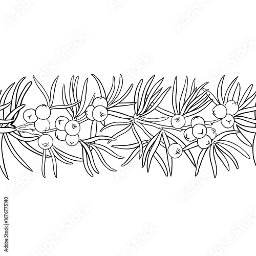 Juniper Branch with Flowers, Berries and Leaves Outline Horizontal Seamless Pattern. Essential oil ingredient for cosmetics, spa, aromatherapy, health care, alternative medicine. Vector isolated for d