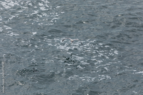 A brown pelican gliding over the rippled ocean surface with wings spread wide, searching for fish above the Pacific Ocean waters near Cape Falcon, Oregon Coast, USA. Wildlife birdwatching scenery
