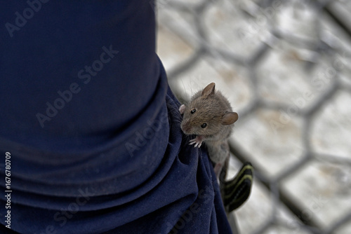 A wild mouse has decided to climb up someones leg.