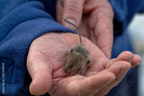 A wild mouse exhibits unusual behaviour by sitting in the palm of a hand.