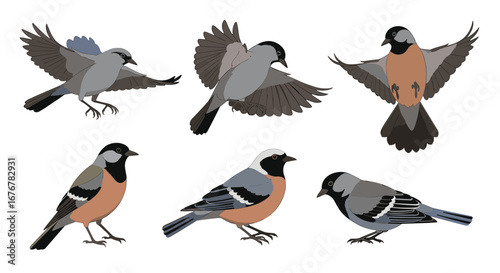 Collection of diverse bird species in flight and perched poses