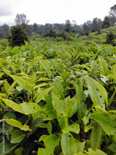 Fresh green tea leaves in a plantation with natural green background, perfect for agriculture and organic themes