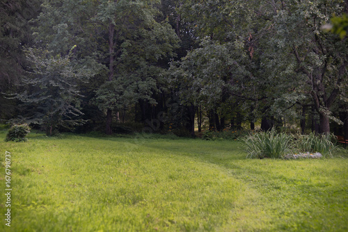 three hundred year old park with bench, green meadow, meadow, grass