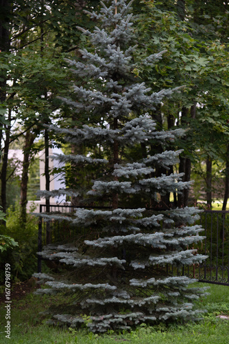 beautiful fluffy Christmas tree in an old park