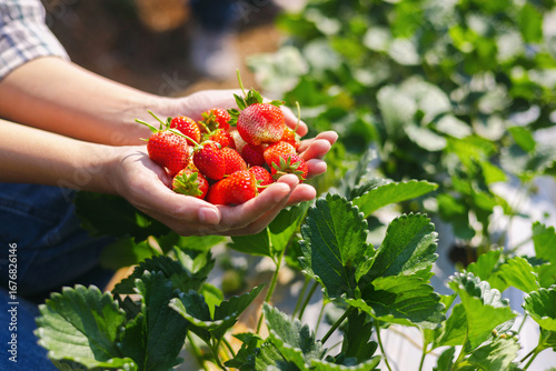 person is holding  bunch of strawberries in their hand