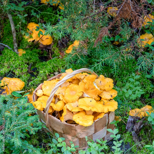 yellow chanterelle